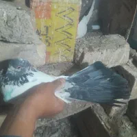کفتر کله دمبی