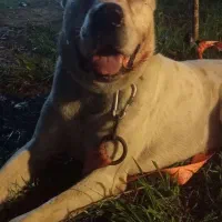 سگ آلابای|سگ|سنگر, |دیوار