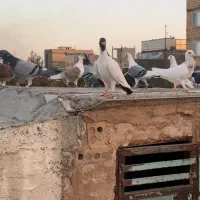 کبوتر شهرستانی