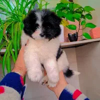 میکس پامر و شیتزو|سگ|رشت, گلسار|دیوار