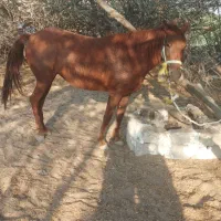 مادیون|اسب و تجهیزات اسب‌سواری|بندر گناوه, |دیوار