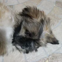 سگ خانگی|سگ|مرودشت, مجد آباد|دیوار