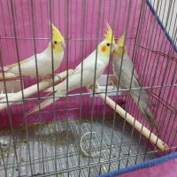 عروس هلندی ۳ ماهه