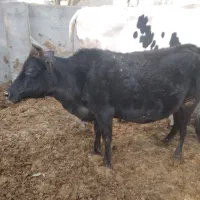 ۶عدد گوساله ماده ویک  گاو محلی ۷ماه آبستن|حیوانات مزرعه|قنوات, |دیوار