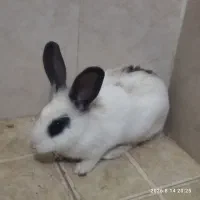 خرگوش