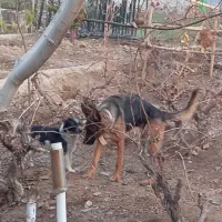 سگ ژرمن ماده