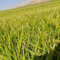 برنج طارم درجه یک|خوردنی و آشامیدنی|سیروان, |دیوار