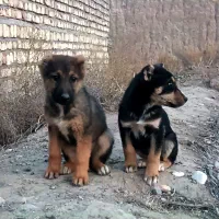 یک جفت توله نر سرابی