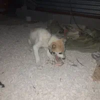 توله سگ گله ای