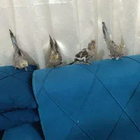عروس هلندی