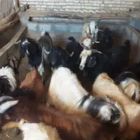 بز وبزغاله|حیوانات مزرعه|نظر کهریزی, |دیوار