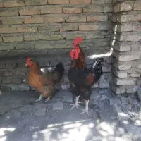 یک جفت مرغ و خروس