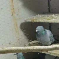 دبرگاچب|پرنده|اردبیل, |دیوار