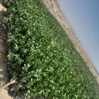 چهارکیلودوکیلو