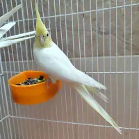 عروس هلندی لوتینو نر و ماده|پرنده|قم, یزدانشهر|دیوار