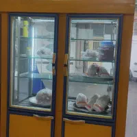 مغازه مرغ فروشی