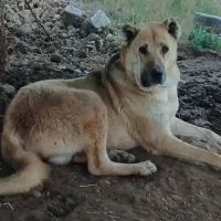 سلام برادران گله من این سگ گمشده کسی جایی دیده