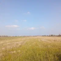 6500-متر-شالی-دارای-سند-تک-برگ-خشکبیجار