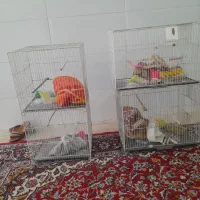 چهار تاقفس بالوازم