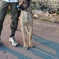 سگ سرابی
