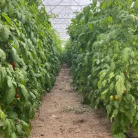 گلخانه در شهرک گلخانه بوعلی|فروش دفتر صنعتی، کشاورزی، تجاری|همدان, |دیوار