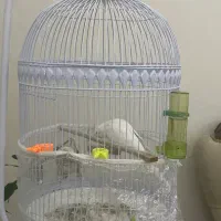 عروس هلندی البینو سفید چشم شرابی نر همراه باقفس