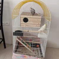 یک جفت عروس هلندی نر و ماده سالم با وسایل|پرنده|کهریزک, |دیوار