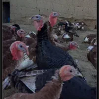 بوقلمون برنزی