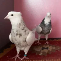 ده عدد طوقی|پرنده|اصفهان, بوستان زاینده رود|دیوار