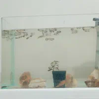 بچه ماهی گوپی نزدیک به مولدی