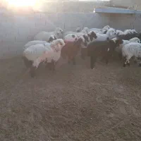 بره