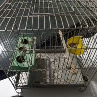 قفس پرنده|لوازم جانبی حیوانات|اصفهان, باغ دریاچه|دیوار