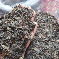 چای ارگانیک و کاملا طبیعی گیل نوش