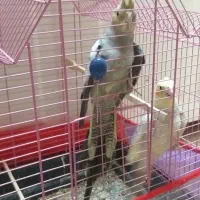 عروس هلندی|پرنده|ارومیه, |دیوار