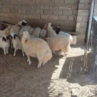 بره پرواری|حیوانات مزرعه|دره شهر, |دیوار