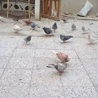 کبوتر