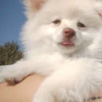 پامرانین روباهی