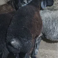 بره نر