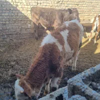 فروش سه عدد گوساله