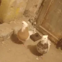 کبوتر|پرنده|نیشابور, دهنو|دیوار