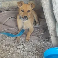 سگ پا کوتاه|سگ|بجنورد, |دیوار