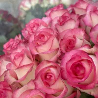 خانم جهت کار در گلخانه گل رز|استخدام صنعتی، فنی، مهندسی|گلبهار, نوبهار|دیوار