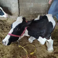 .. گاو‌ افتاده گوساله کسل حال شکسته حزفی