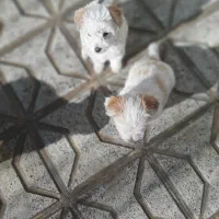 سگ پاکوتاه دوماهه نژادپاپیلون|سگ|بجنورد, |دیوار