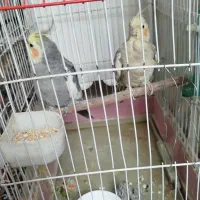 دو عدد عروس هلندی نر و ماده|پرنده|قدس, شهرقدس|دیوار