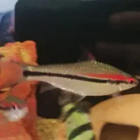 ماهی رد لاین