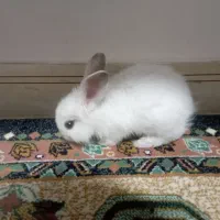 خرگوش و وسایل|موش و خرگوش|محمدیه-قزوین, |دیوار