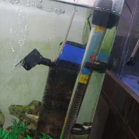 آکواریوم ۶۰ سانتی|ماهی|پرند, فاز ۶|دیوار