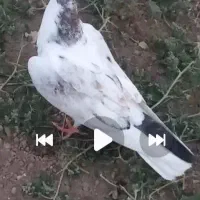 کبوتر رفته از علیشاه