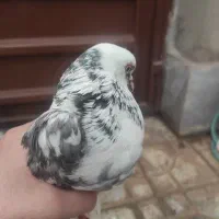 کبوتر فروشی